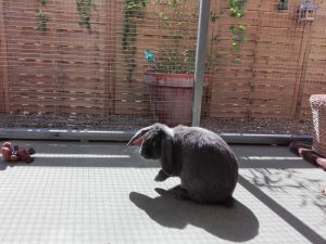 Conejos, hurones y chinchillas toman relajantes baños de sol en Peludos